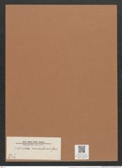Navicula muscaeformis Grun. (de-Toni-Nr.: Genus 1, Species 249) Zeichnungen Sammlung Grunow Mappe 00197 (Herbarium_W_Grunow_drawings_Folder_00197)